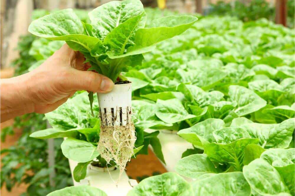 general hydroponics