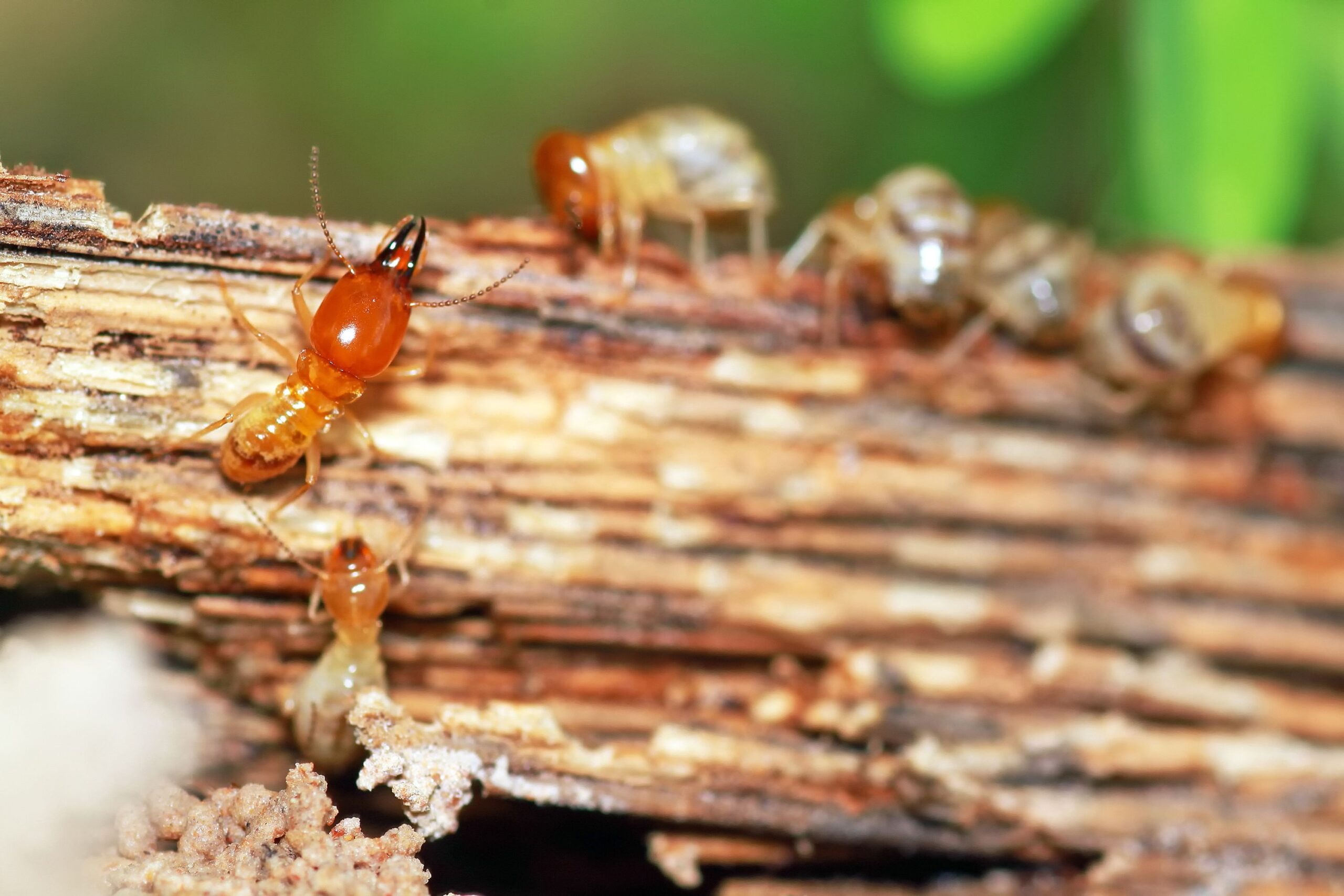 termite inspection Burleigh Heads