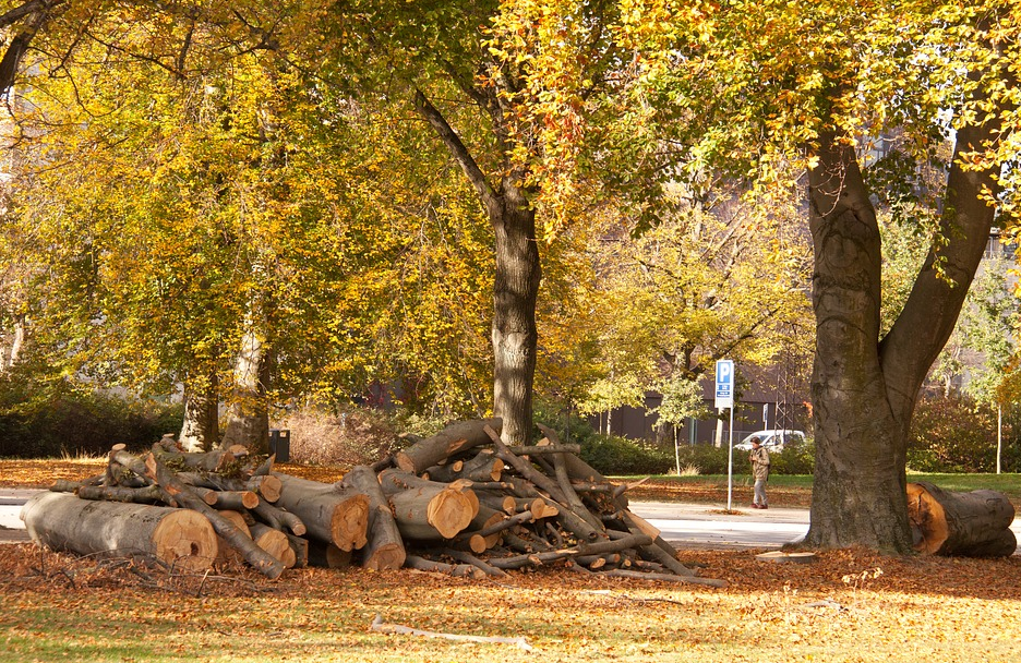 Tree felling