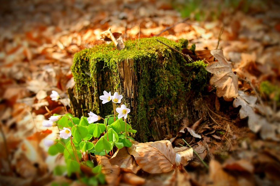 Tree felling