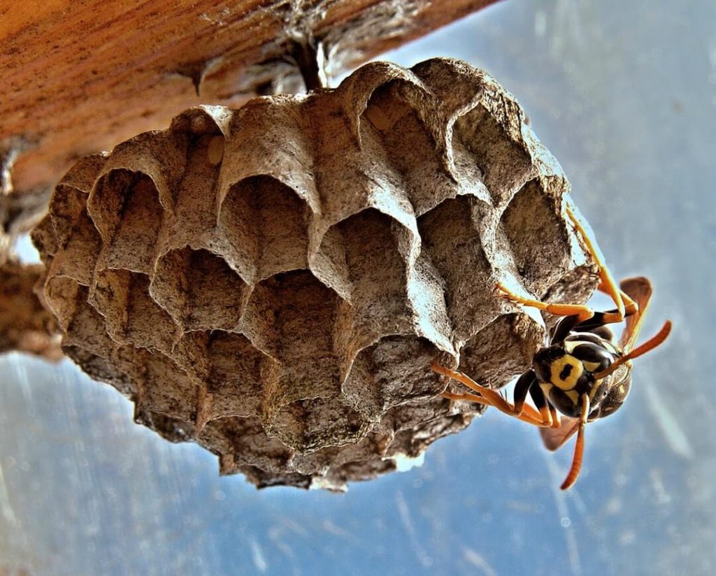 wasp exterminator