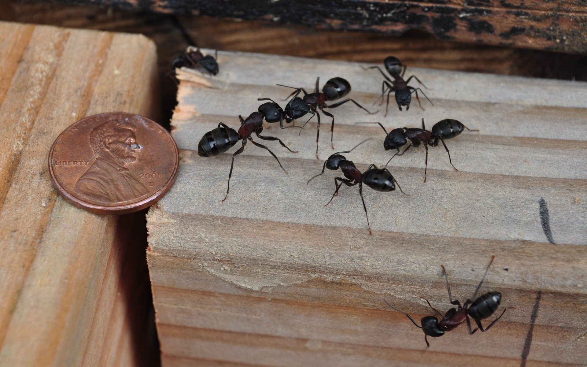 what to do about carpenter ants