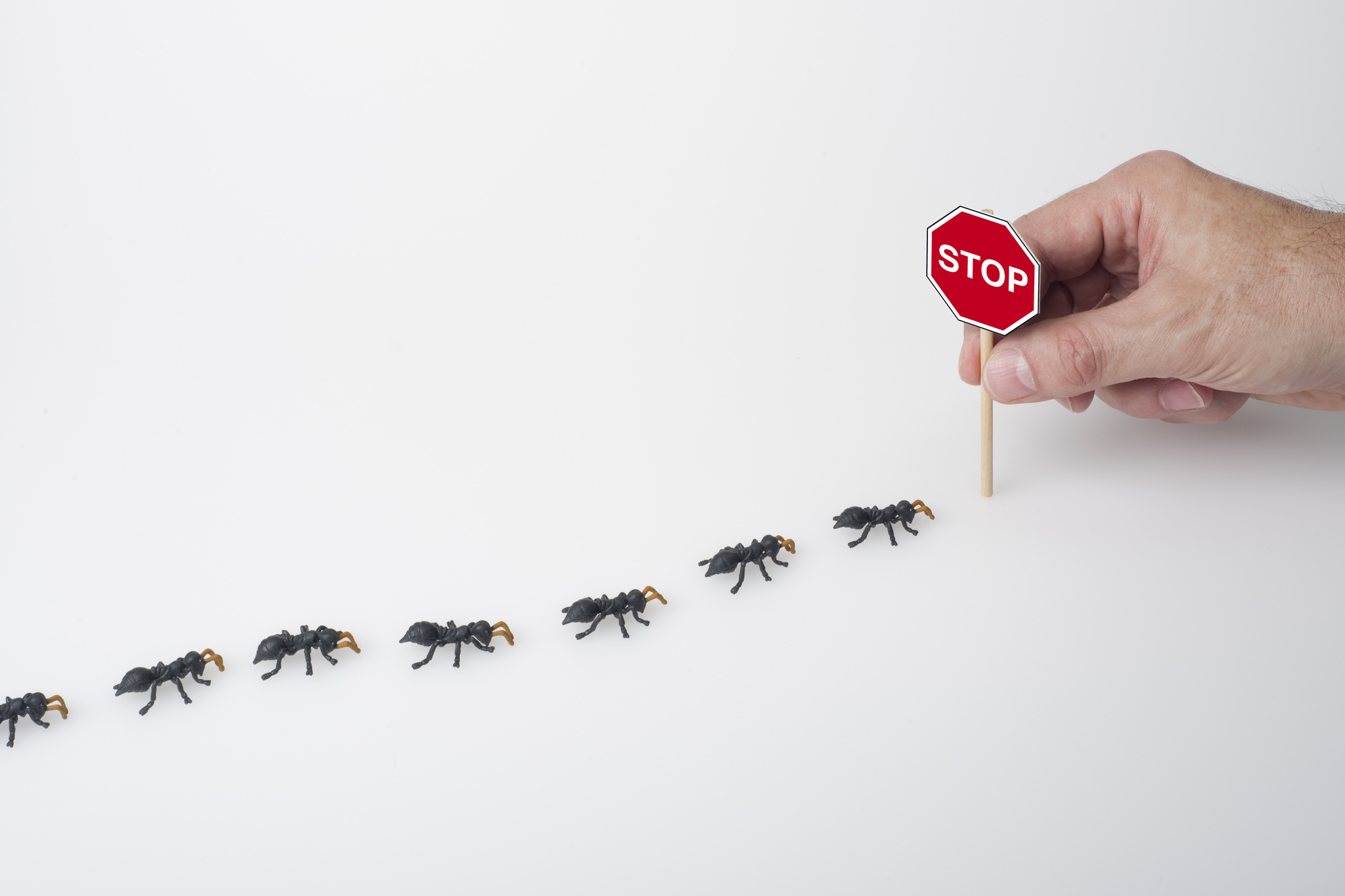 pest control for ants