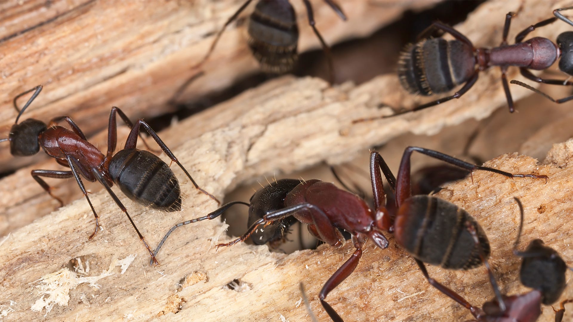 what to do about carpenter ants