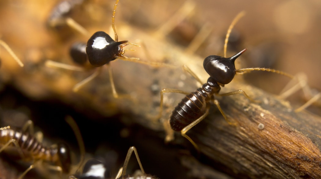 termite baiting systems in Pottsville