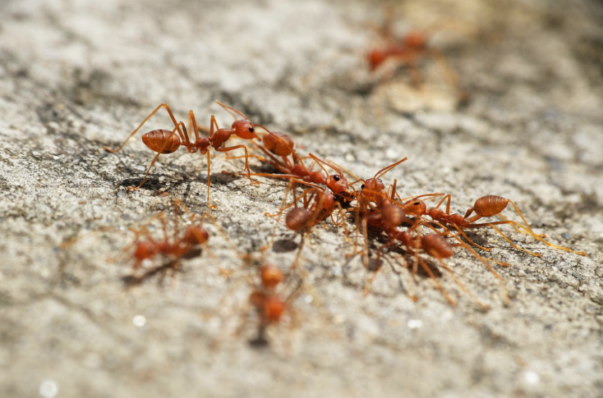 ant control in Tweed Heads