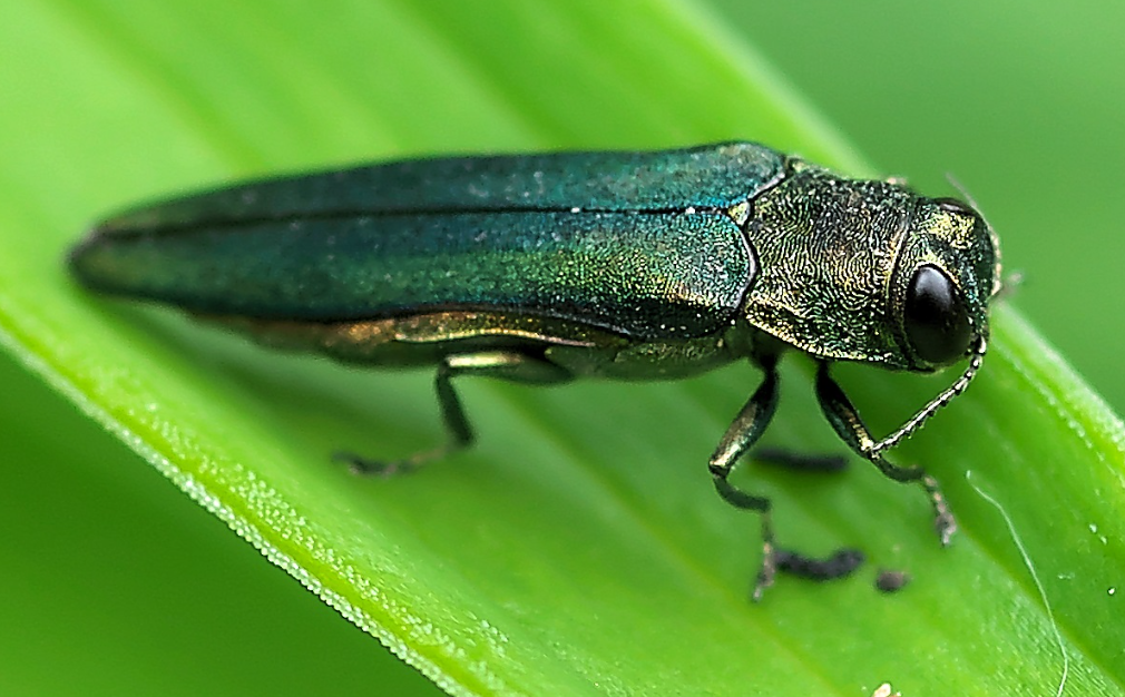 borer control