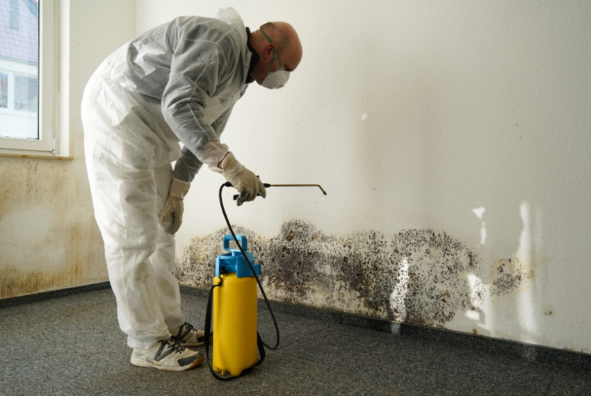 basement mold removal