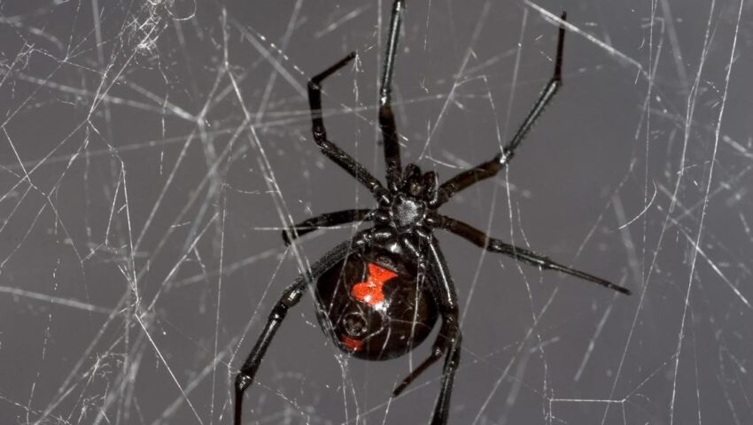 spiders pest control in Gympie