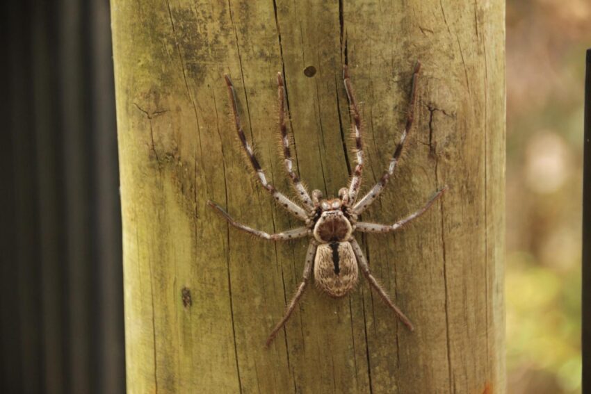 spiders pest control Gympie