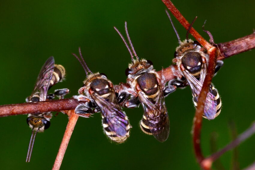 wasp control in Canberra