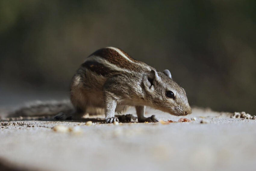 Kingscliff rodent control